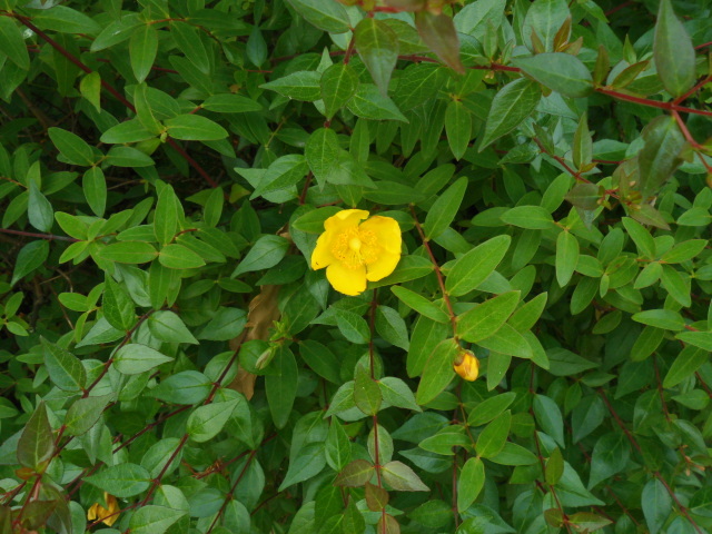 小さな黄色い花