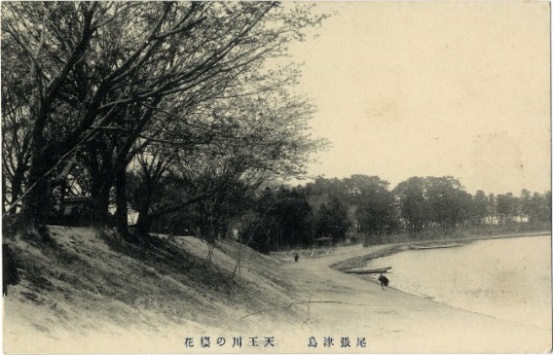 1921（大正10）年頃の津島天王川畔の桜